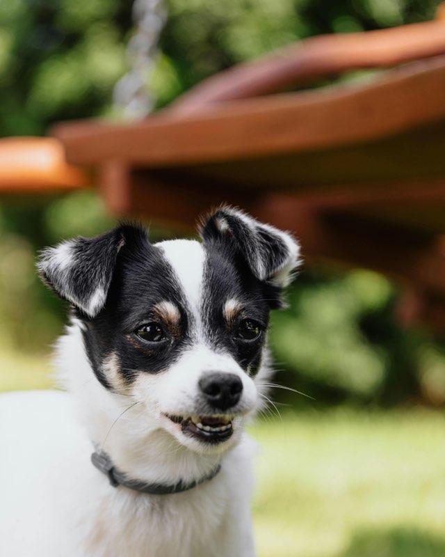 元気なシニア犬